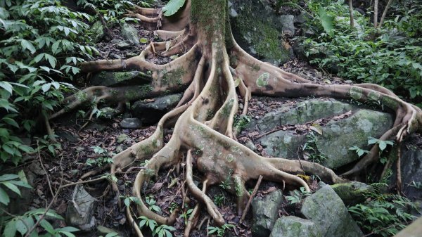 新舊寮瀑布O型登山健行趣(步道)2328201