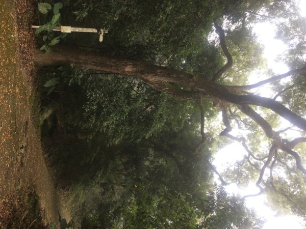 龍麟山步道（王爺崙2703664