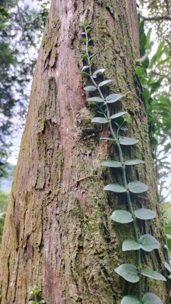 烏來桂山路2525872
