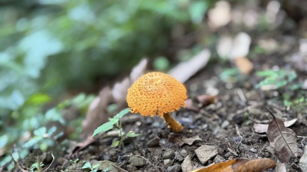 20250629三峽雲森瀑布2837798