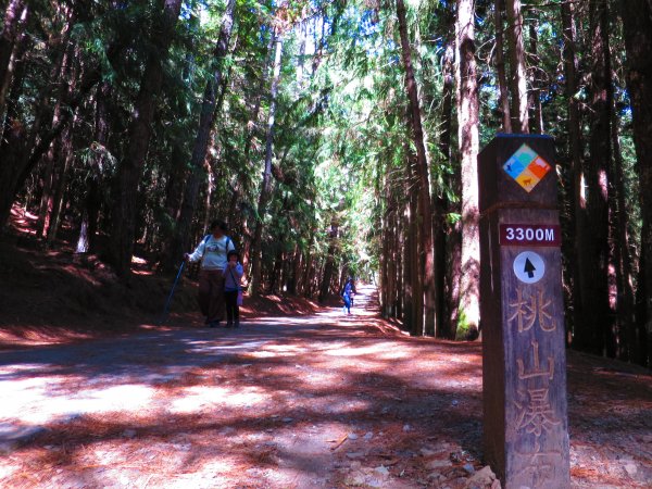 如童話般的森林步道-武陵桃山瀑布步道1190744