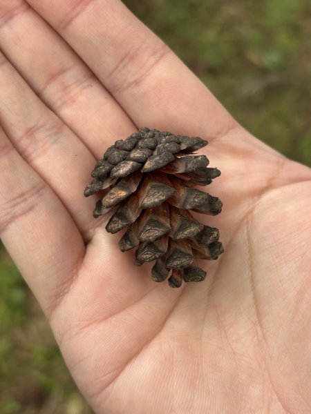 陽明山東西大縱走-西段3016197