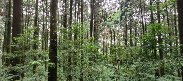 東眼山國家森林遊樂區2522655