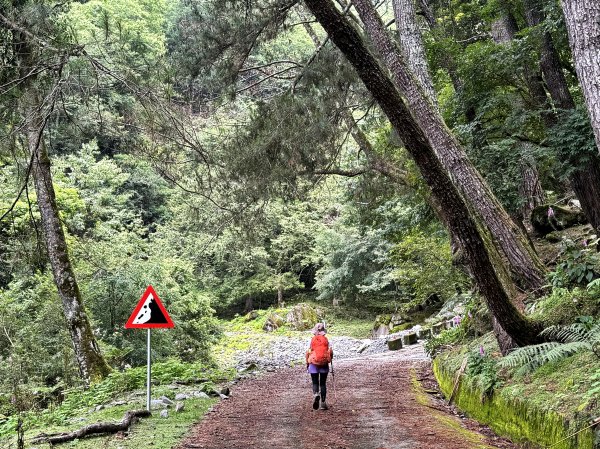 塔塔加楠梓仙溪林道 202506222827095