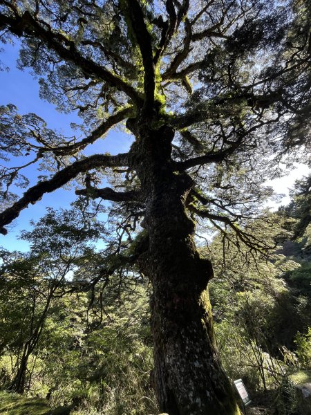 2025/08/17塔塔加、麟趾山、大鐵杉2891612