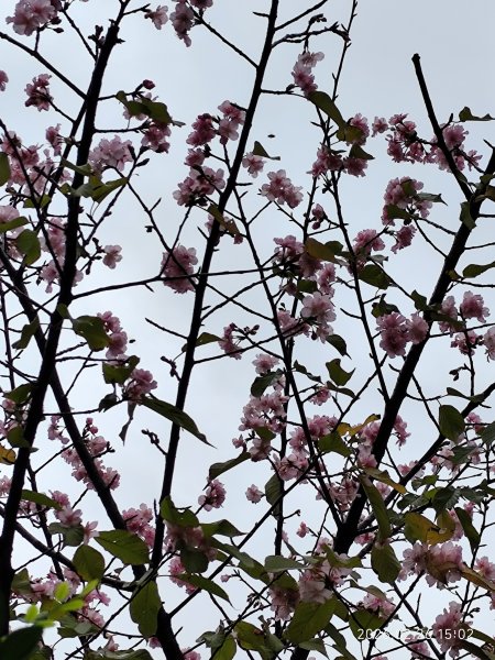 【新春賞櫻樂】平菁街42巷、宜蘭頭城火車站、二二八和平公園、東湖樂活公園3007725