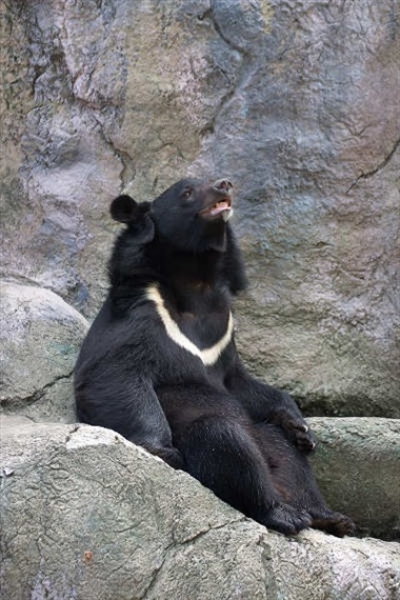 【新聞】玉管處：大分地區有台灣黑熊77頭