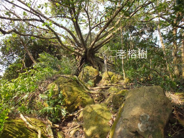 三峽區鳶尾山+福德坑東峰+福德坑山+鳶山彩壁+五十分山+壽山+龍山寺2775752