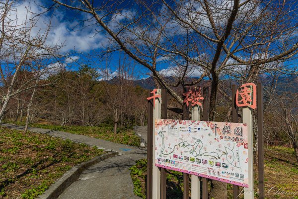 福壽山千櫻園櫻花季初開2717441