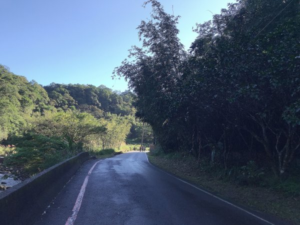 ~  賞秋芒  --  草嶺古道  ~1523250