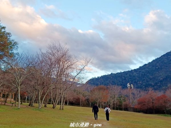 【南投仁愛】光影下的森林療育。 奧萬大國家森林遊樂區步道群2973083