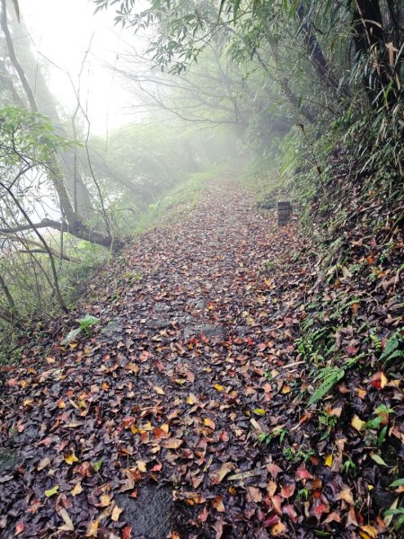 2025臺北大縱走第二段：二子坪至小油坑2973500