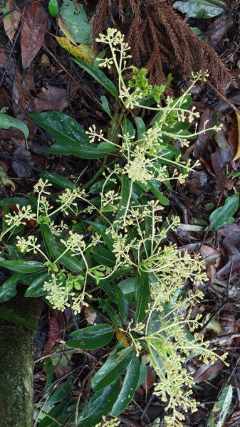 新竹內灣麥樹仁山五連峰2763847