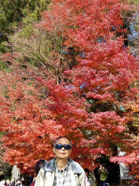 梨山福壽山農場賞楓順登石門山1950859