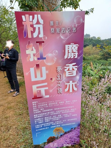 【南投中寮】粉紅山丘麝香木。 瑰蜜甜心玫瑰園2450466