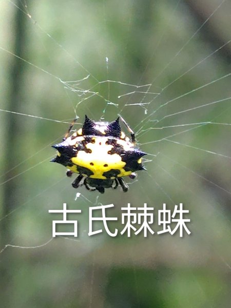 石盤坑 墘溪 橫屏山西峰 橫屏山2890693