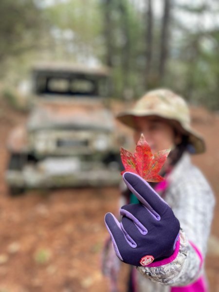 對關追龍貓🚌1970014