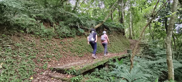 2025/07/19-大艽芎古道上溪洲山O型2841545