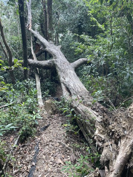 熊空紅河谷越嶺古道2916309