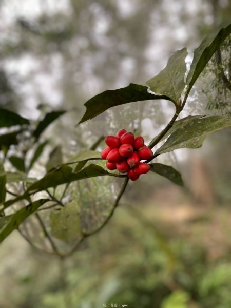 【台南白河】雞籠山+九龍山+大凍山O繞縱走2797127