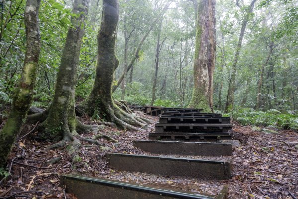 東眼山雨中尋幽2975344