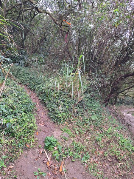 界寮縱走南段(五指山至劍潭山)+金面山步道2062484