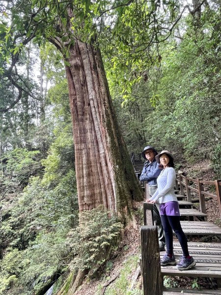 大雪山森林遊樂區 賞毛地黃 小神木森林浴步道2502410