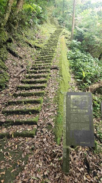 20250523千階嶺步道-平湖東西步道-乾坑古道2796220