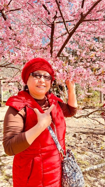 🌈2/16(日)-17(一)福壽山+武陵農場賞櫻🌈🌸FB：熊熊趴爬走 歡迎加入2714873