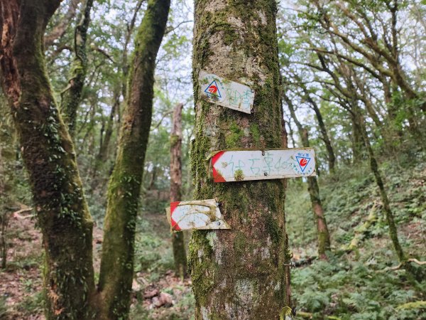 20240317八五山李棟山鳥嘴下山O型2486250