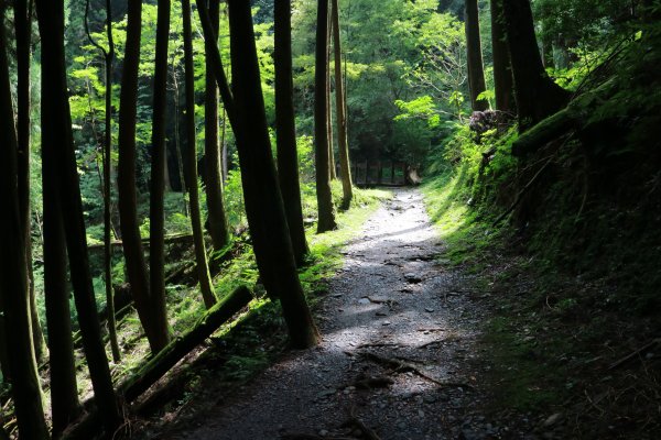 觀霧 檜山巨木群步道1090232