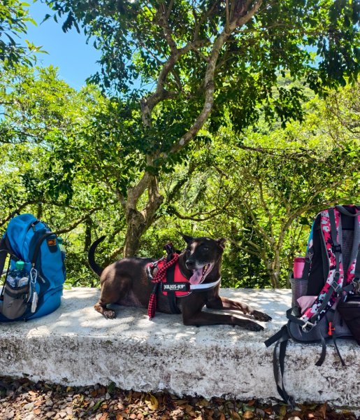 帶著毛孩去爬山-202508172866648