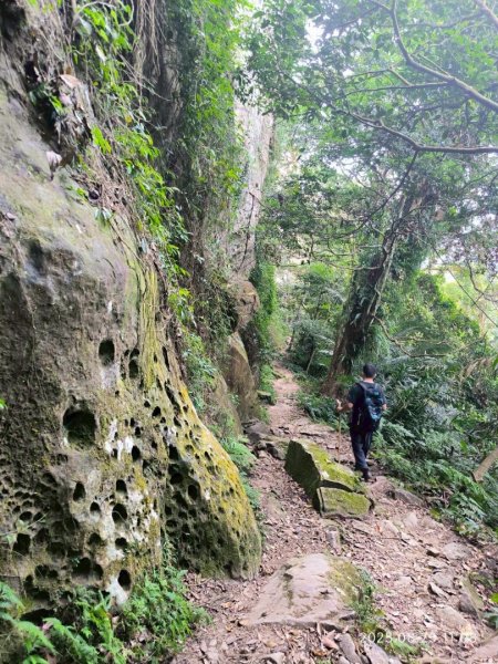 岩壁上的花、艷紅鹿子百合（22869784
