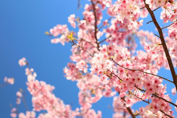 拉拉山的櫻花286537