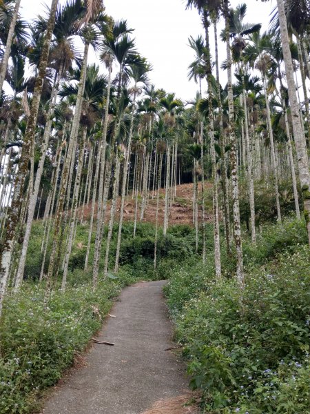 南投後尖山(小百岳#52)步道 (2020/10/24)1428749