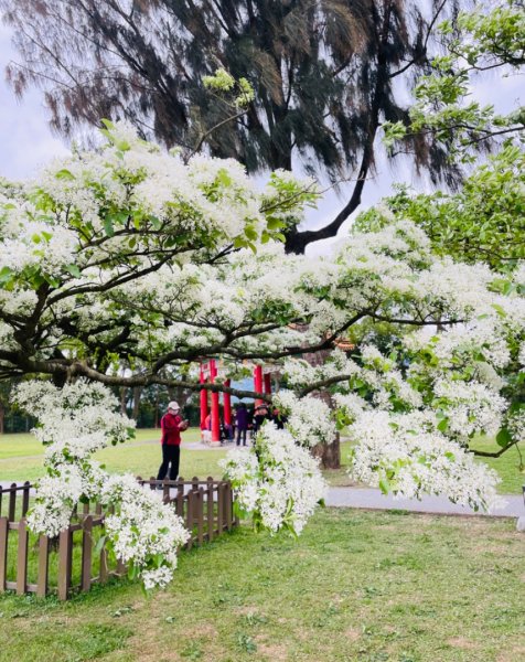 如夢似幻的四月雪-龍潭石管局-流蘇花盛開中2748623