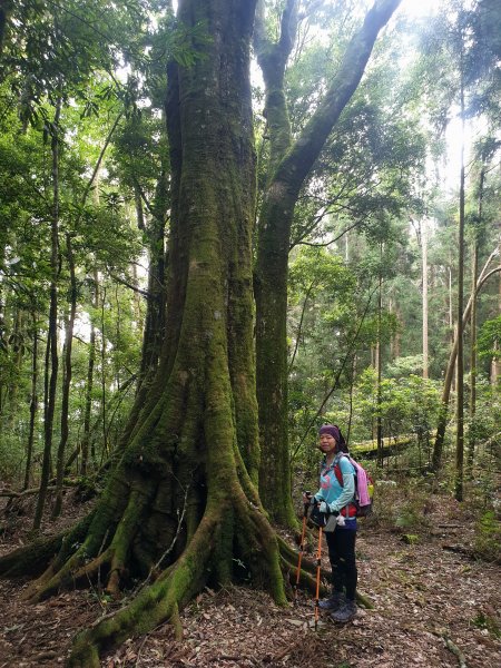 20190827-忘憂森林金柑樹嶺頭山663007