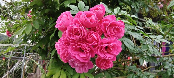 2025/02/08_苦苓腳古道2709254