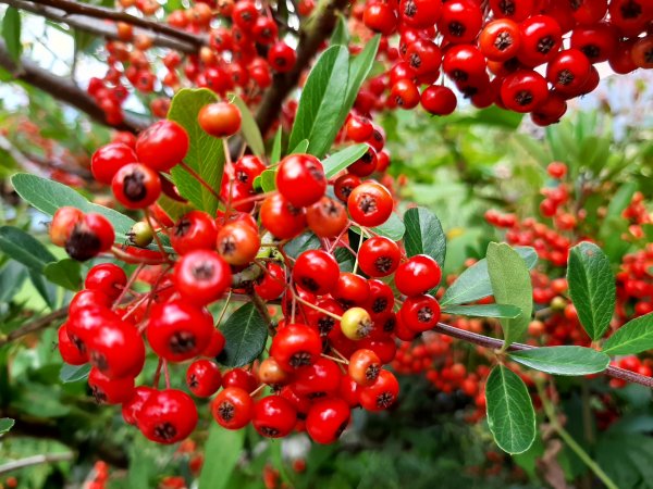 深秋。楓紅1190495