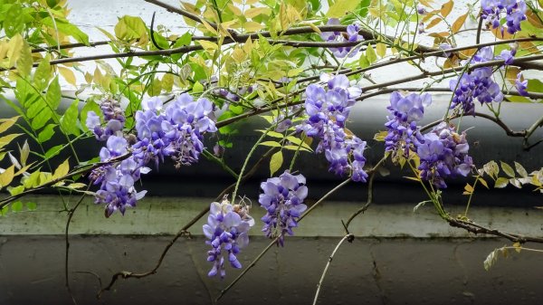 土白公路版1662784