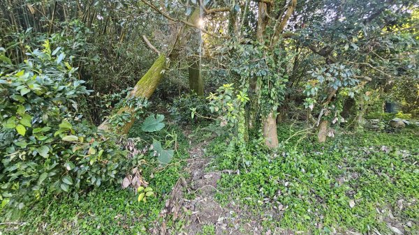 20260315玉皇宮-客官農場-崙子尾-青礐山-內寮山(騎車爬山)3016361