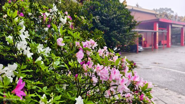 #中山樓 #陽明公園 #十八份 #吉野櫻 #墨染櫻（花葉同開） #山海觀馬場 #黃花風鈴木3011419