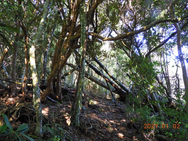 南投 仁愛 守關山、守城大山1223546