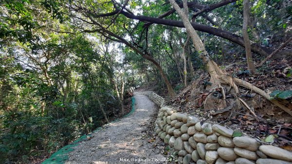 《彰化》富士櫻花｜花壇大嶺巷步道群及西來園（銀行山）登山步道202402132424699