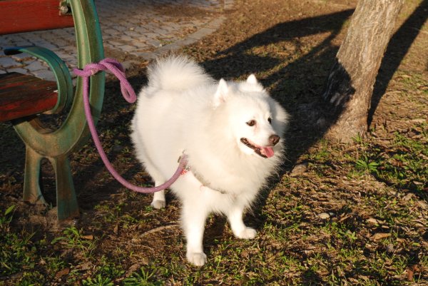 帶銀狐犬去廍子公園散步 2024.1.162404678