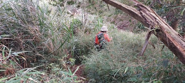 水漾森林、鹿屈山、眠月神木2729650