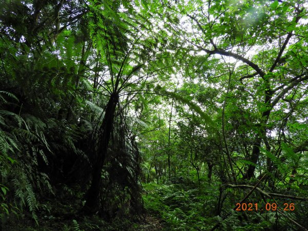 新北 坪林 四堵古道(石牌縣界公園段)1469813