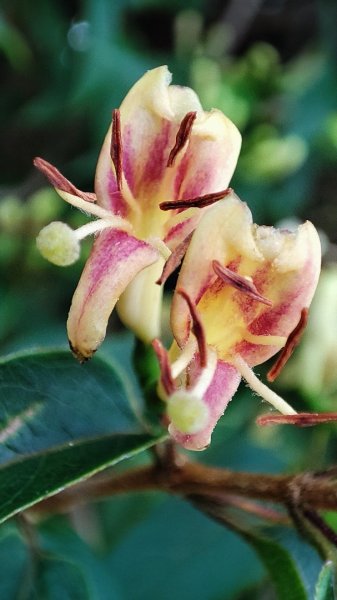 合歡山群峰（南峰、石門山、尖山、東峰）2626806