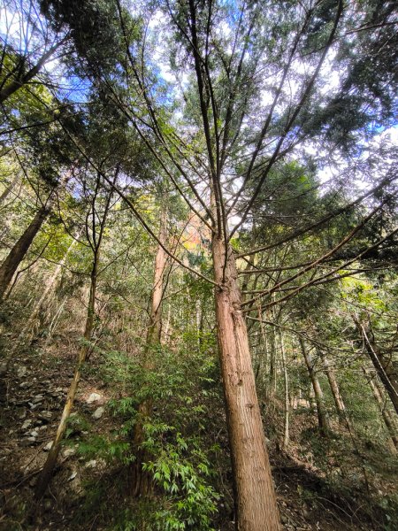 2026-01-18 埔里關刀山2989582