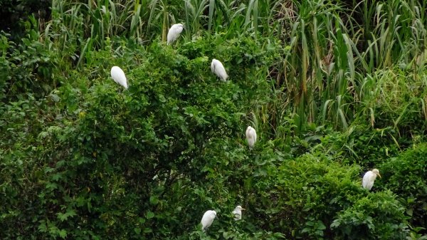 汐止百福自行車道2239604